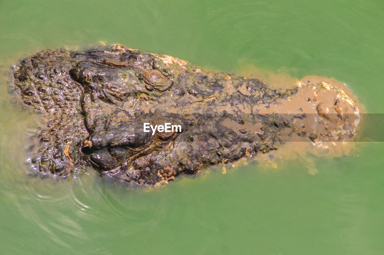 HIGH ANGLE VIEW OF A TURTLE IN SEA