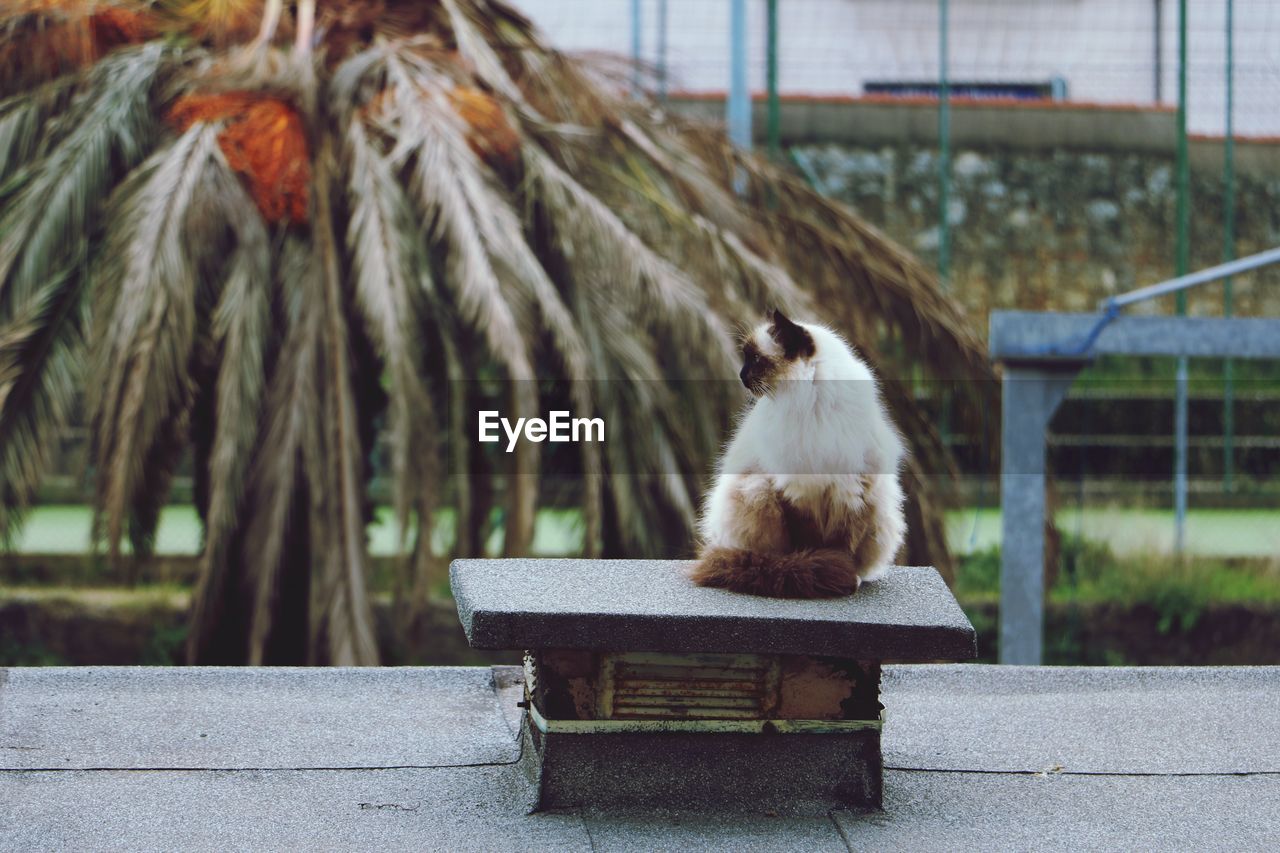 Cat sitting on metal seat