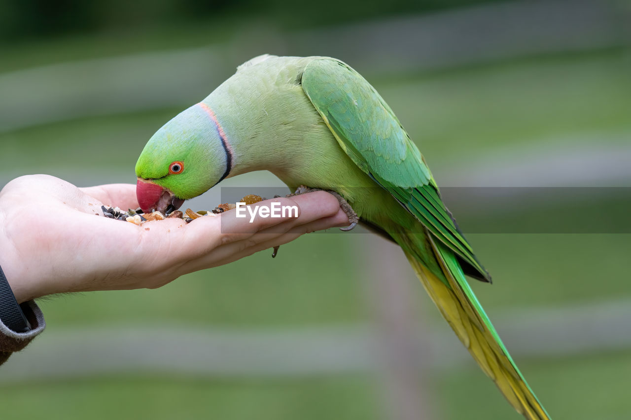 CLOSE-UP OF A HAND HOLDING BIRD