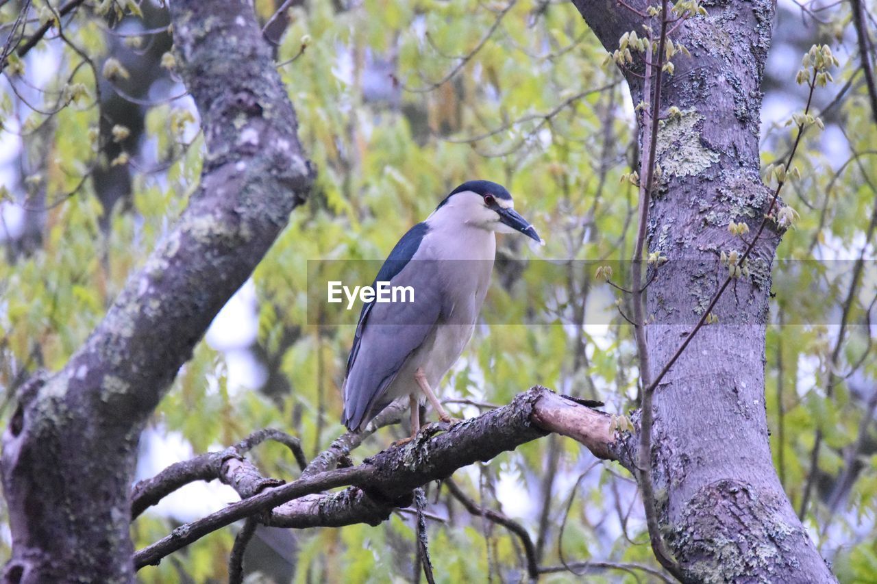 Low angle view of bird perching on tree