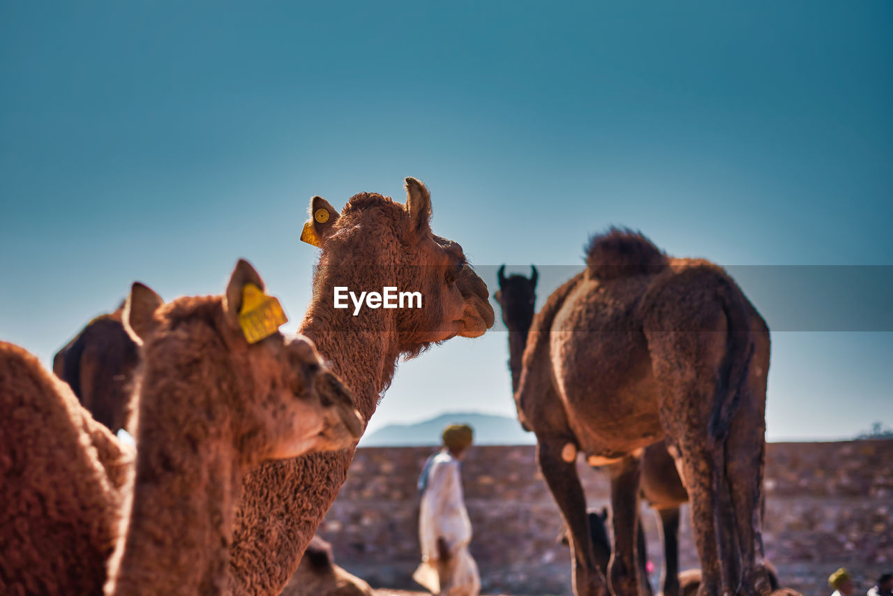 A man between camels in pushkar animal fair