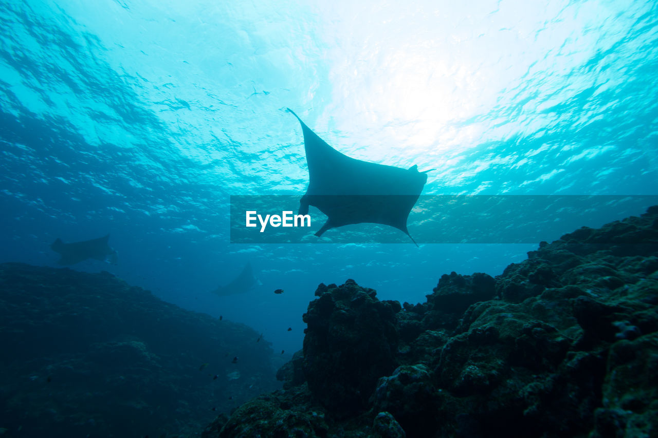 Low angle view of stingrays swimming in sea