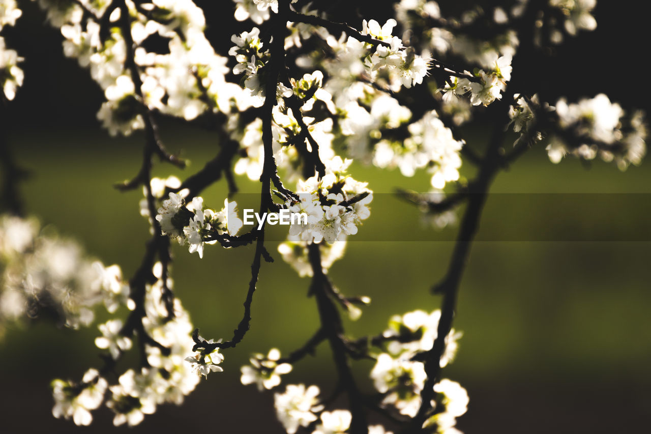 Close-up of cherry blossom