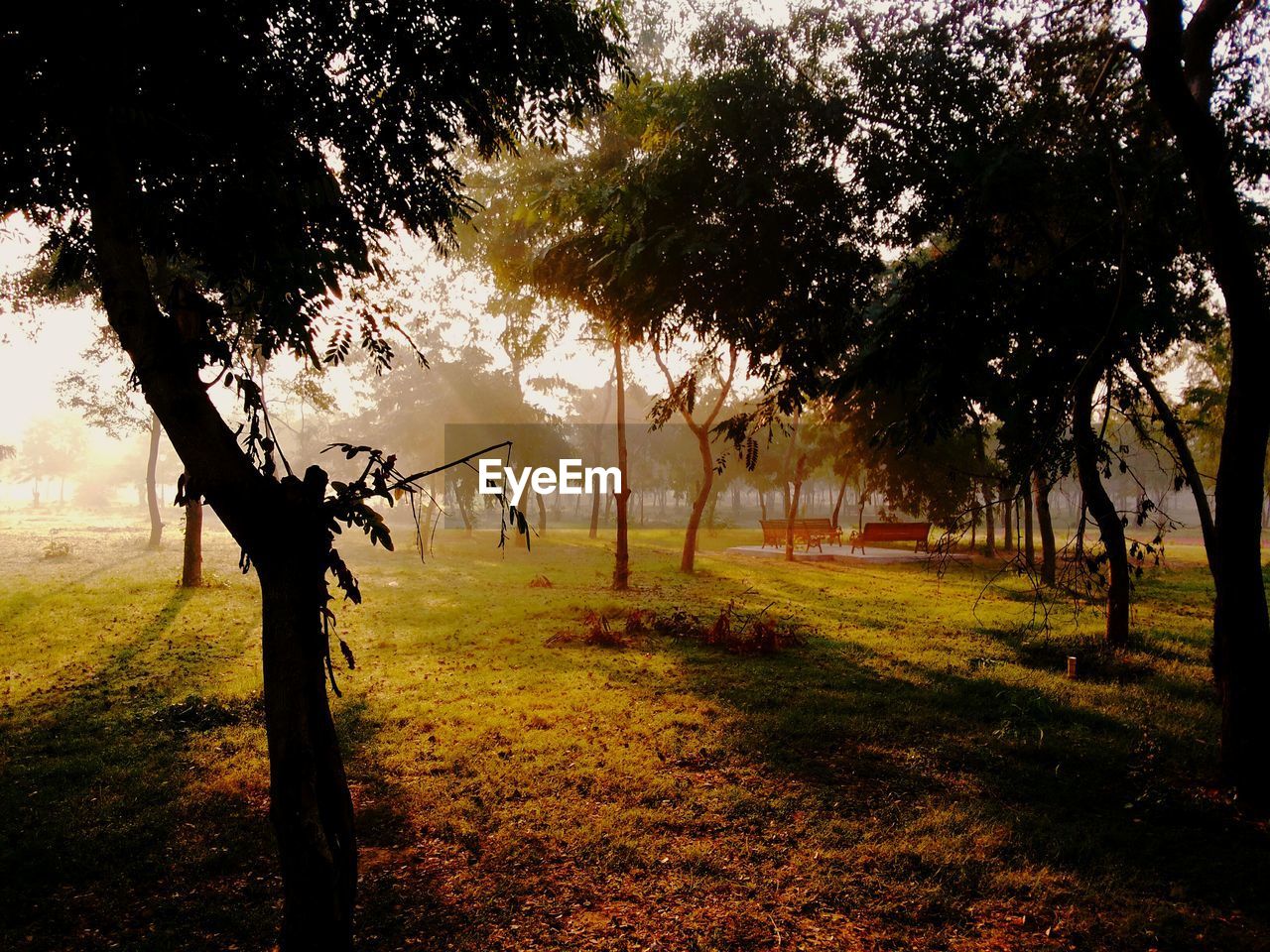 Trees growing in park