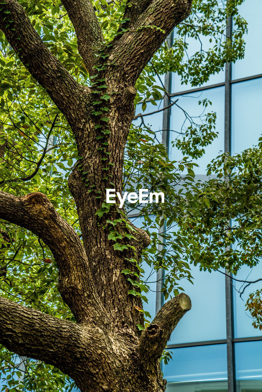 LOW ANGLE VIEW OF TREE AGAINST PLANTS