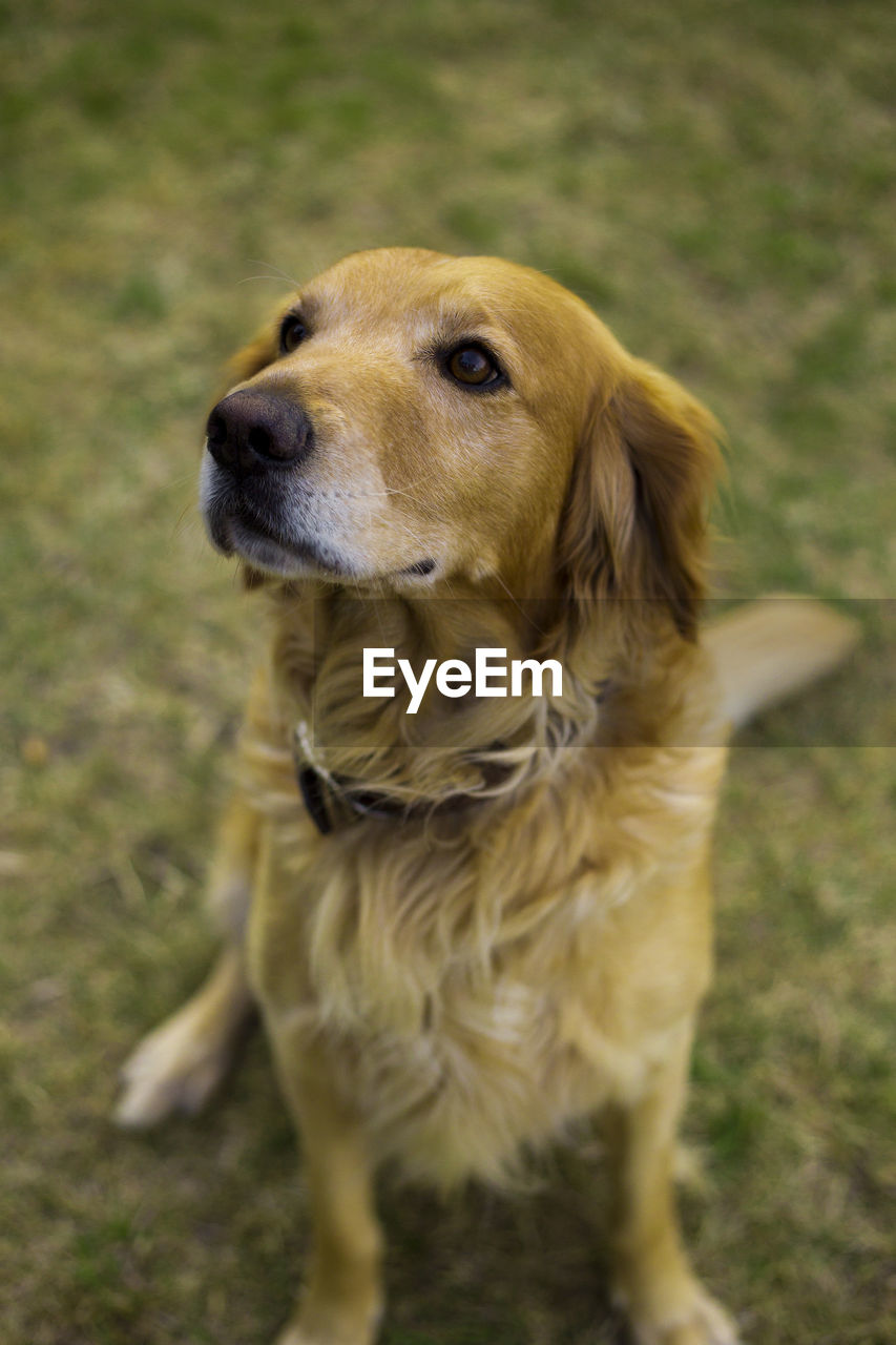 Close-up of dog golden retriever sitting on grass