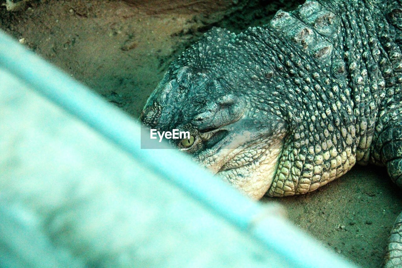 High angle view of crocodile at guangzhou zoo