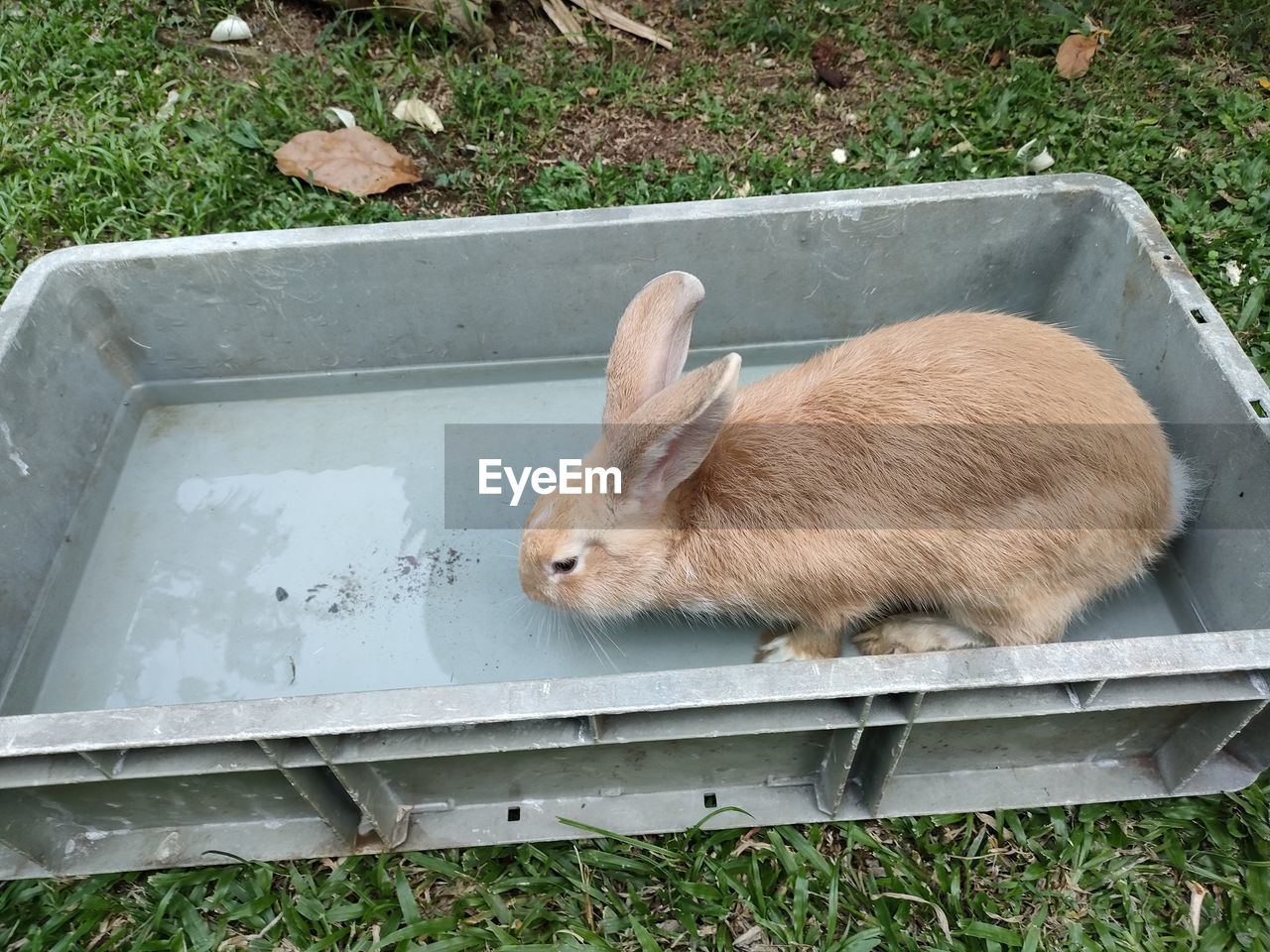 High angle view of a rabbit on field