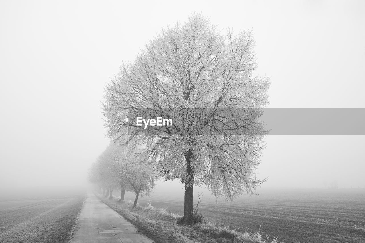 VIEW OF BARE TREE ON FIELD AGAINST SKY