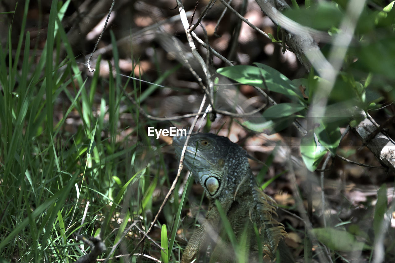 CLOSE-UP OF A SNAIL ON LAND