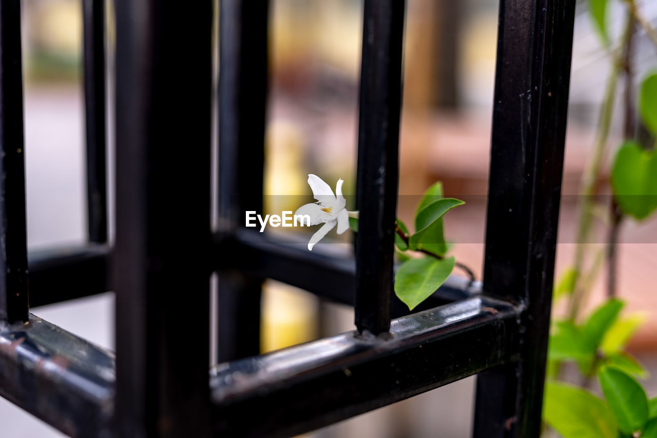 Close-up of white flower on window