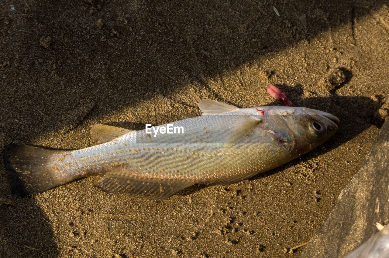 High angle view of fish on beach