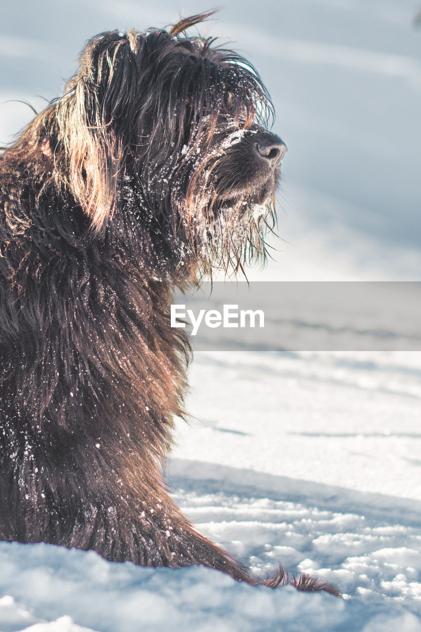 one animal, animal, animal themes, dog, pet, mammal, canine, winter, snow, domestic animals, cold temperature, nature, no people, carnivore, outdoors, day, animal body part, wet, water, animal hair, side view