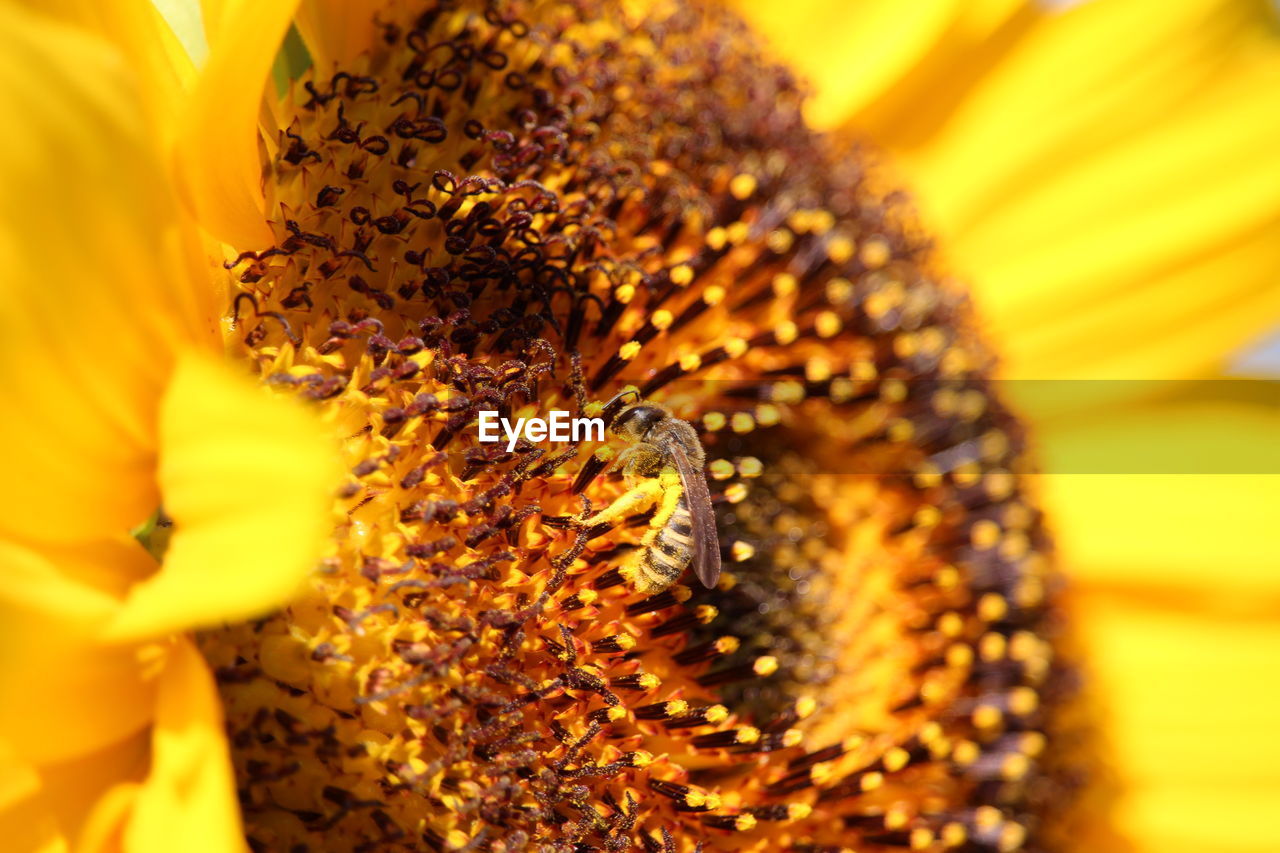 EXTREME CLOSE-UP OF BEE POLLINATING ON FLOWER