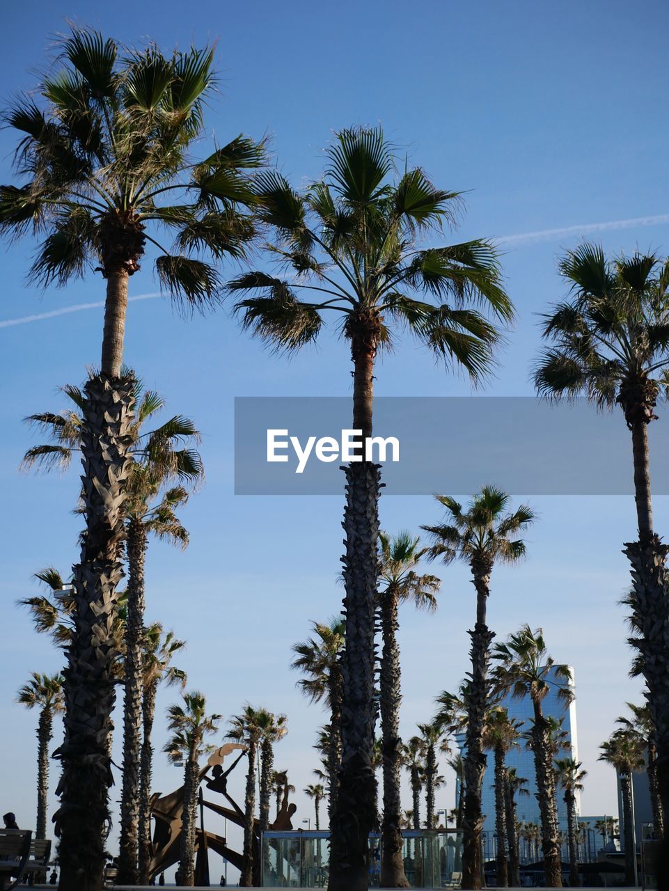 Low angle view of palm trees against sky