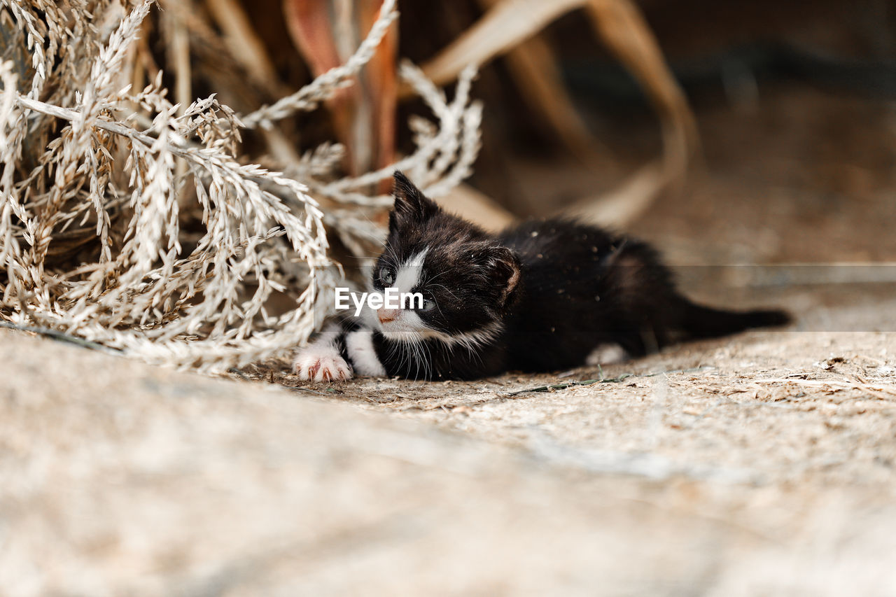 Beautiful sleeping cat