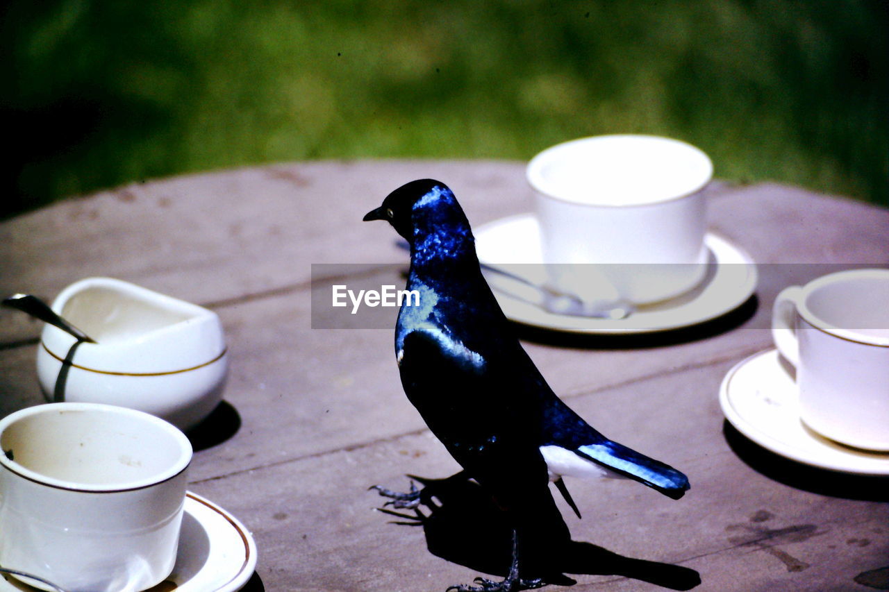 Bird perching on table with empty tea cups