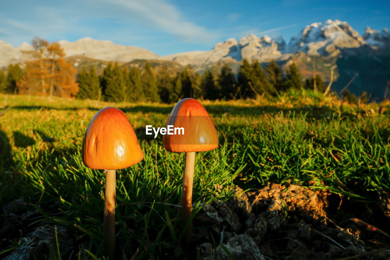 Close-up of mushroom growing on field against sky