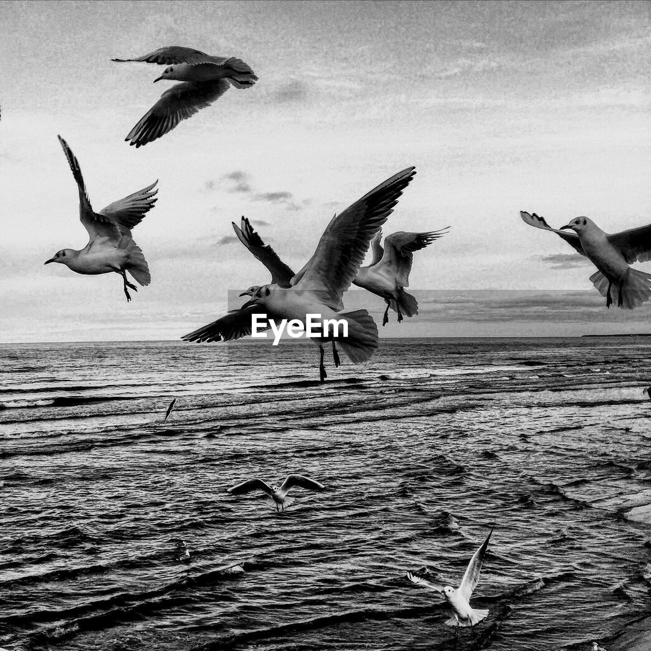 SEAGULLS FLYING ABOVE SEA