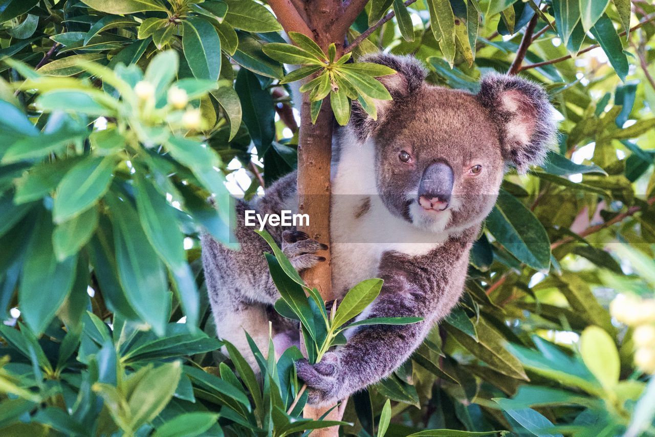 Hungry koala eating lime leaves.