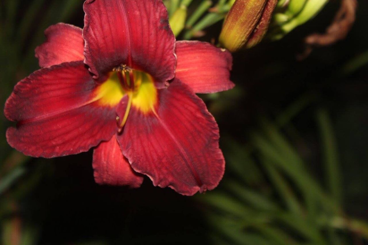 CLOSE-UP OF RED FLOWERS BLOOMING