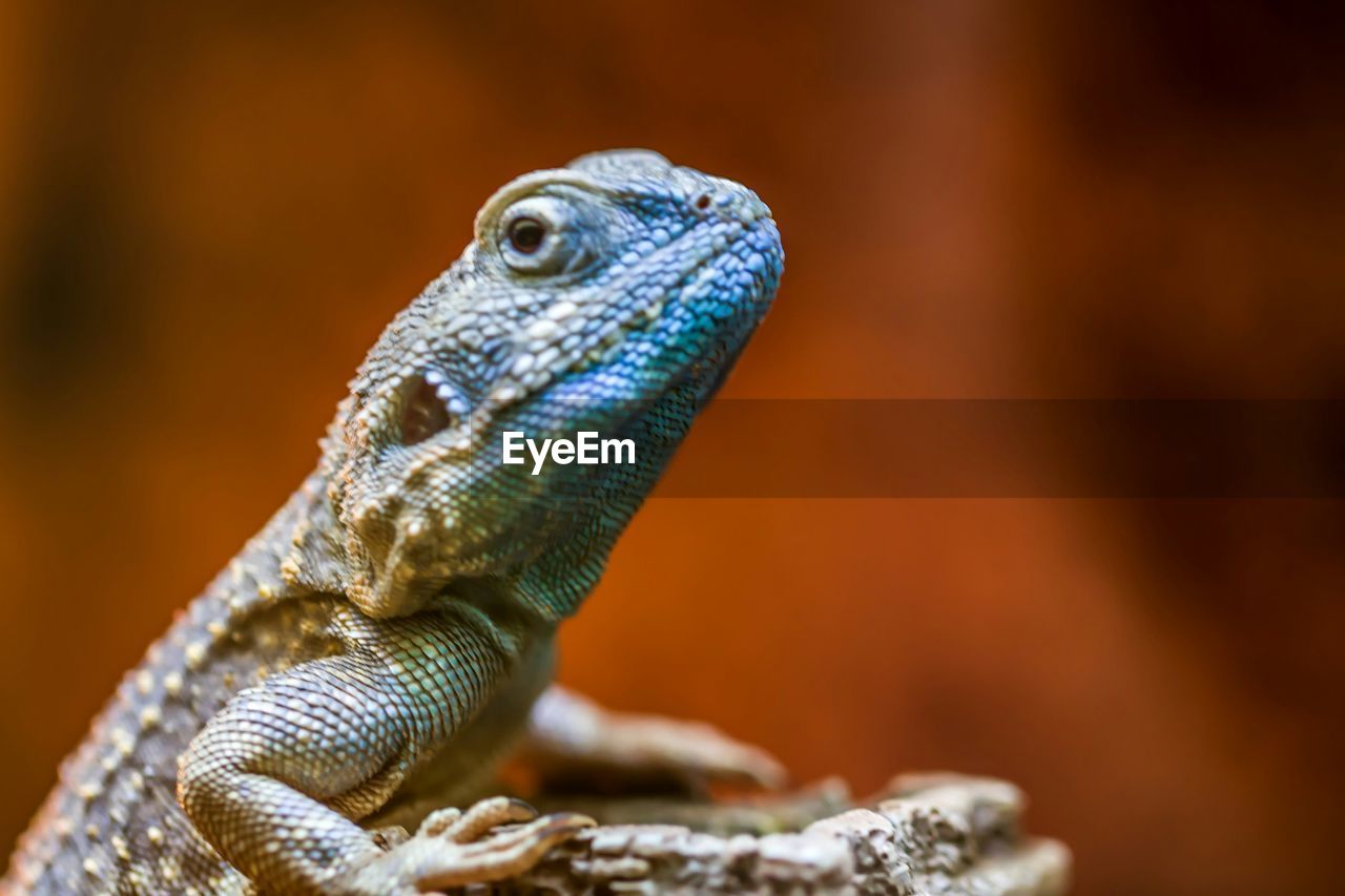 CLOSE-UP OF LIZARD ON WHITE SURFACE