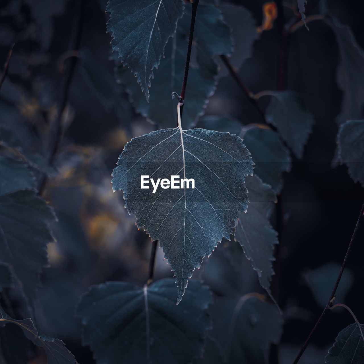 leaf, plant part, nature, plant, close-up, darkness, frost, fragility, focus on foreground, branch, no people, reflection, tree, sunlight, beauty in nature, outdoors, light, autumn, growth, winter, leaf vein, macro photography, tranquility, flower, selective focus, pattern, ice, day, wet