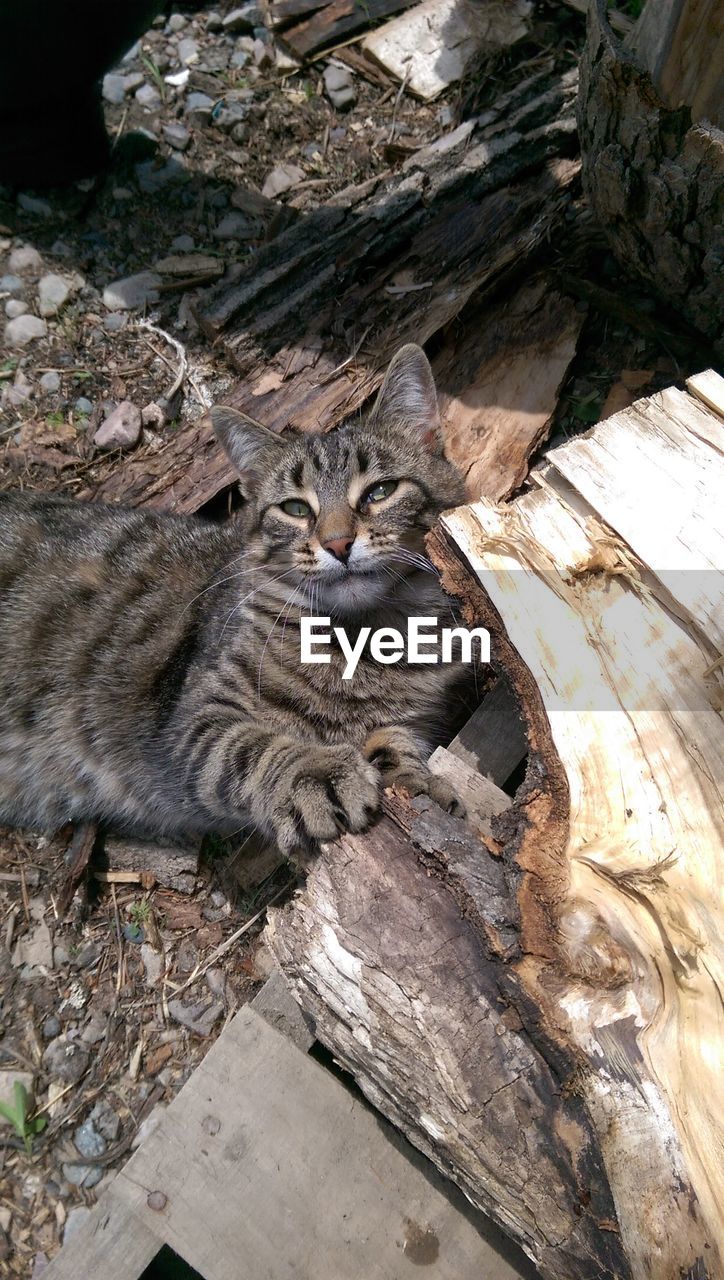 High angle portrait of cat on field during sunny day