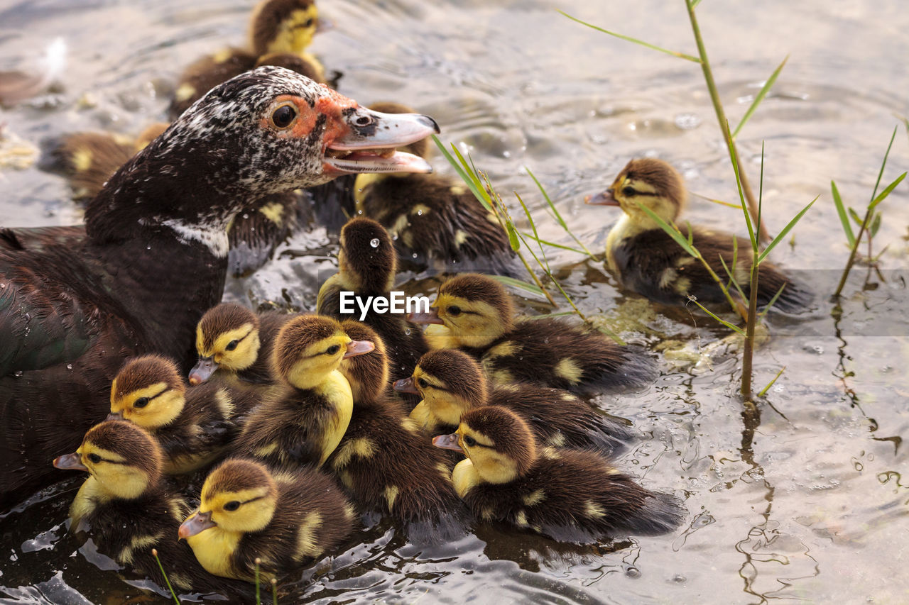 Mother and baby muscovy ducklings cairina moschata flock together in a pond in naples, florida