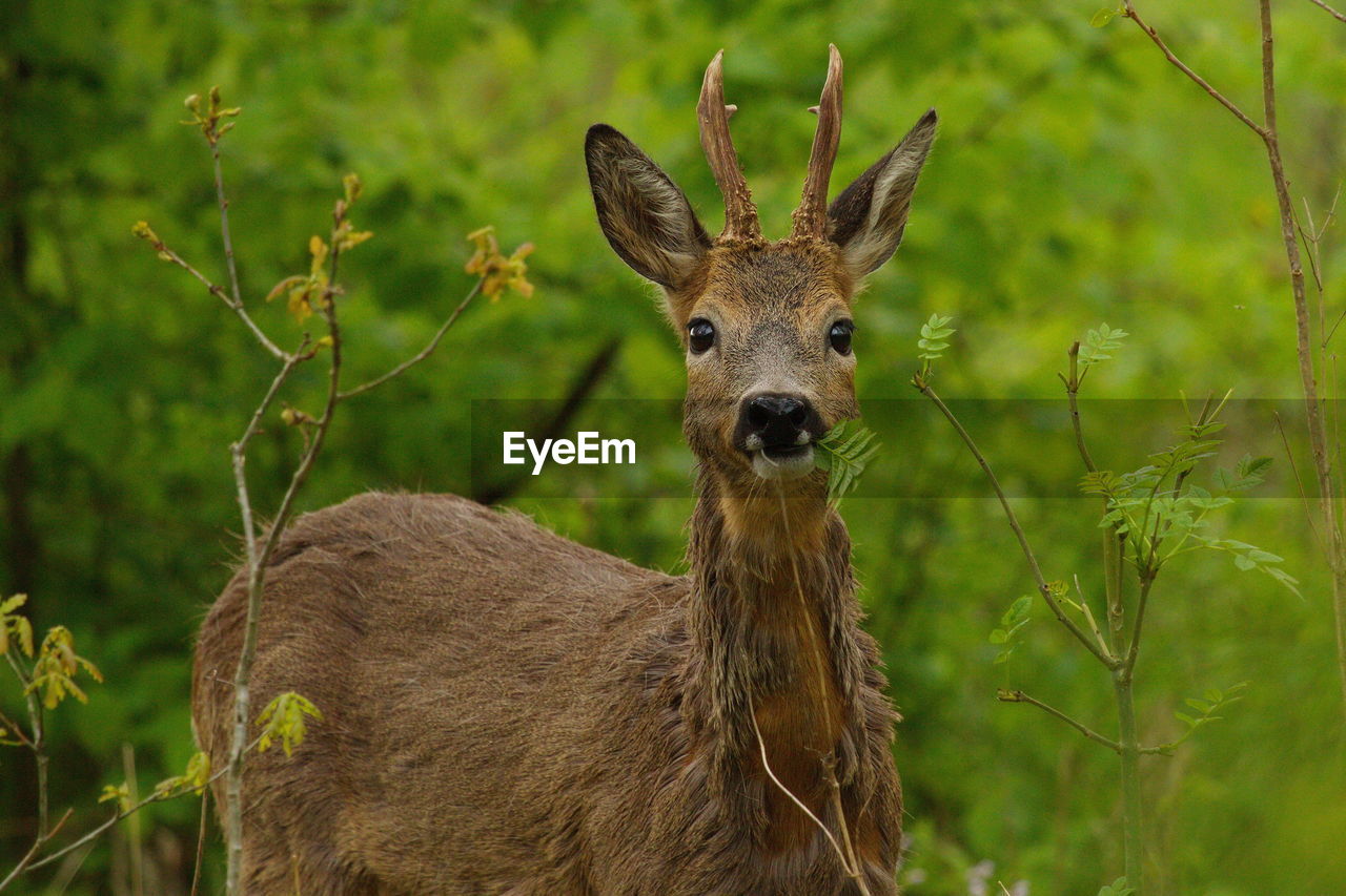 Portrait of roe deer standing amidst plants