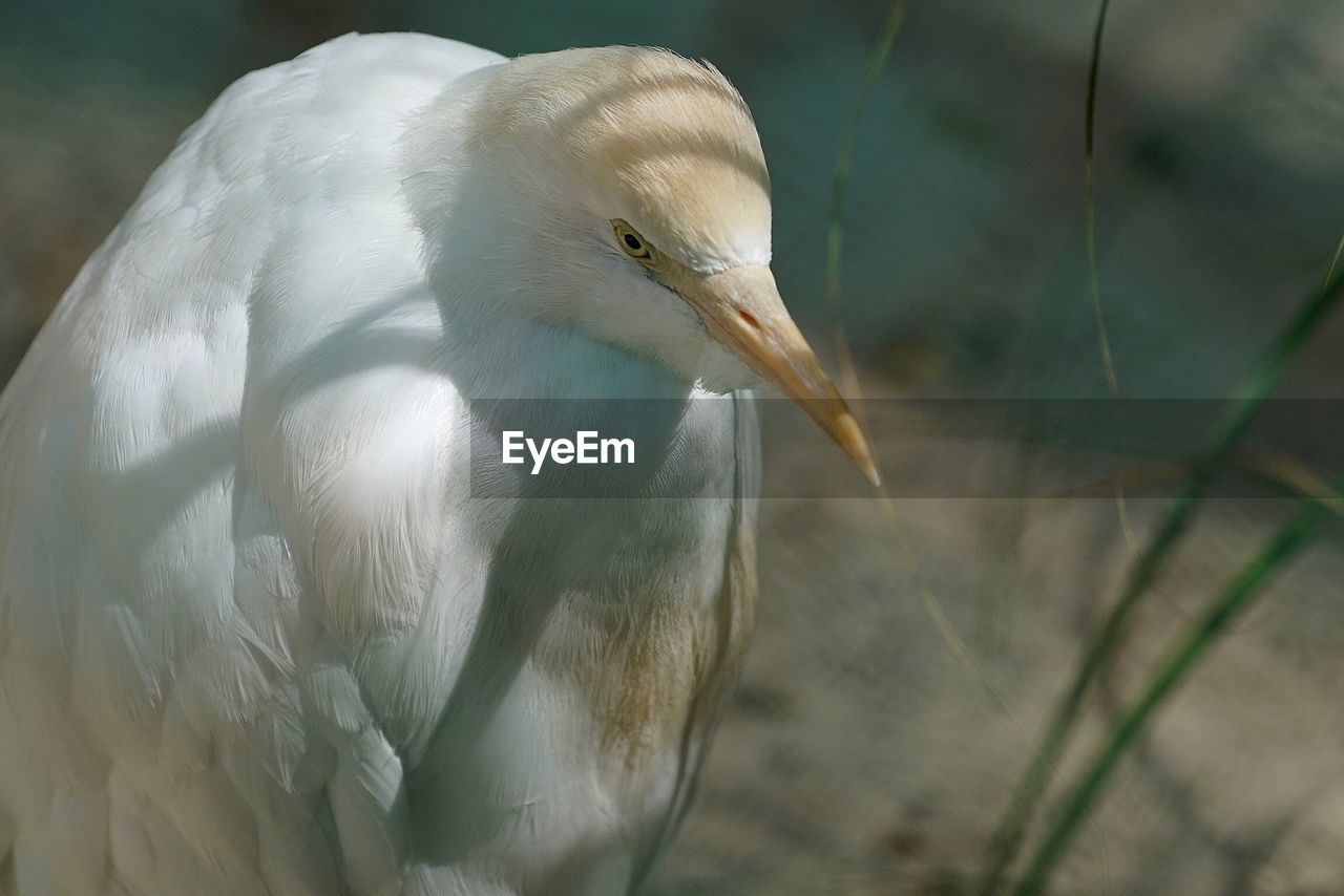 Close-up of cattle egret