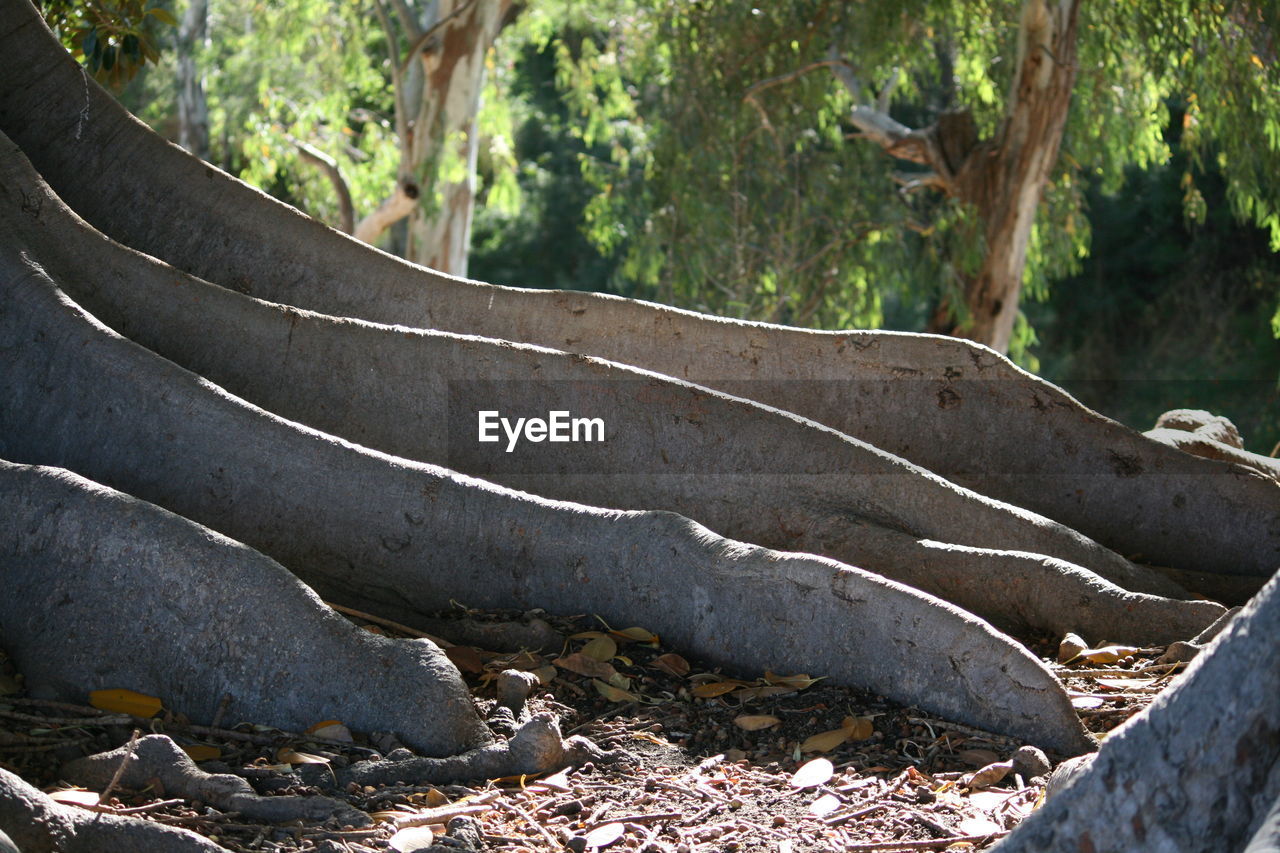 High angle view of tree roots growing at park