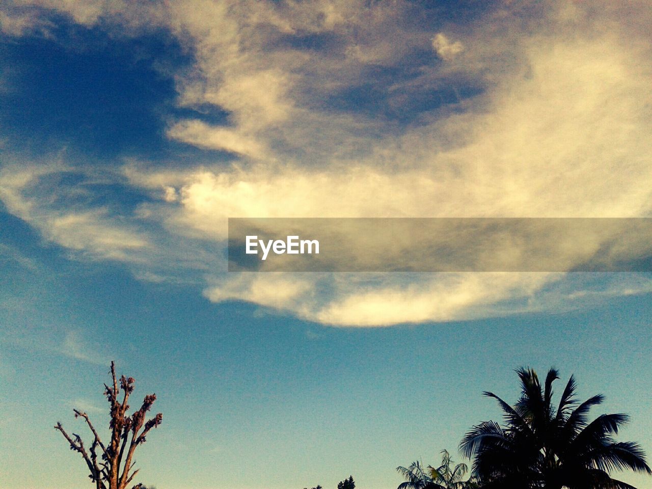 Silhouette palm trees against sky