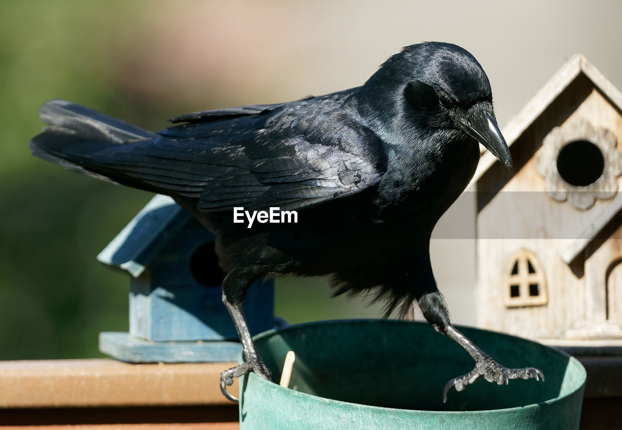 Glossy black bird walks along the deck railing