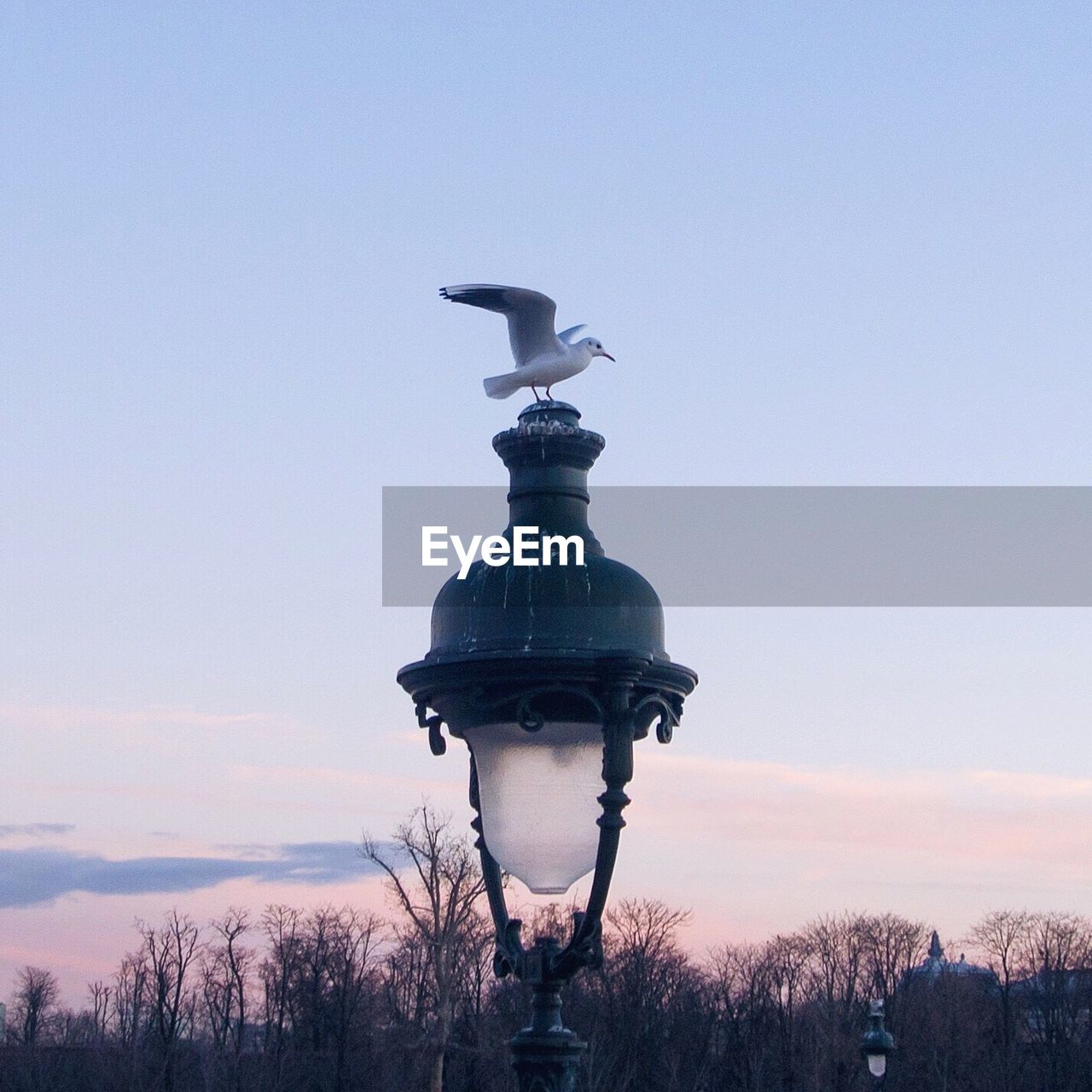 LOW ANGLE VIEW OF BIRDS PERCHING ON TREE