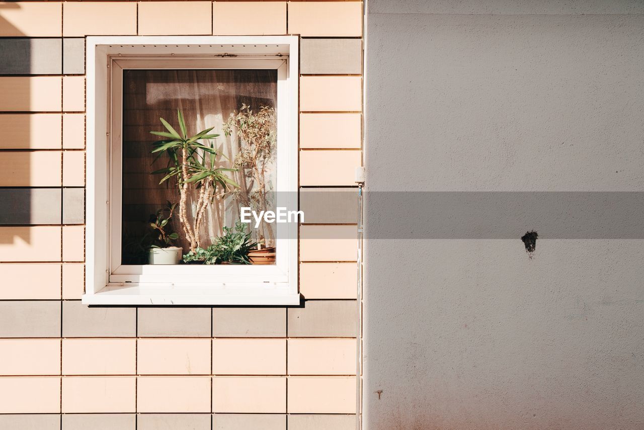 Potted plants on window