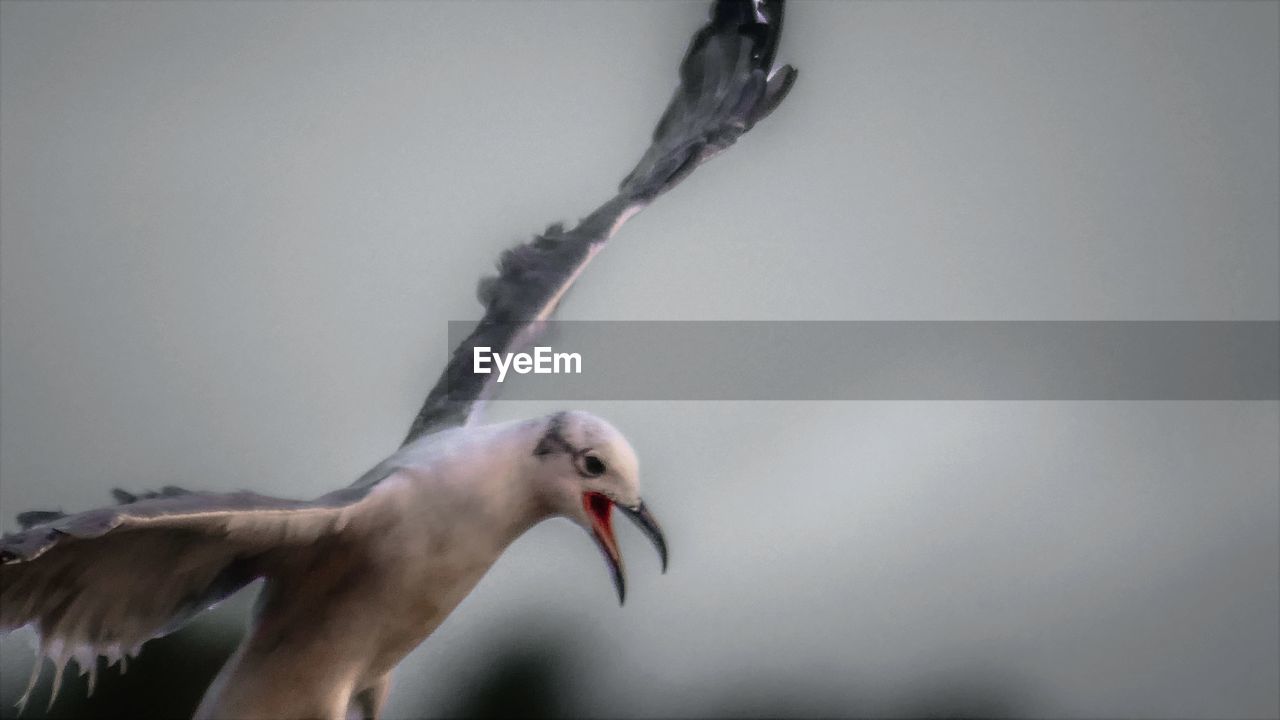 CLOSE-UP OF SEAGULL PERCHING ON A BIRD