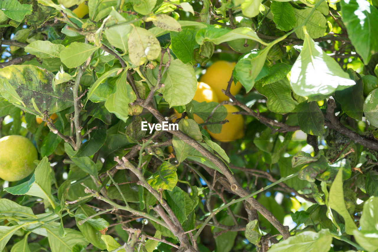 CLOSE-UP OF FRUITS ON TREE