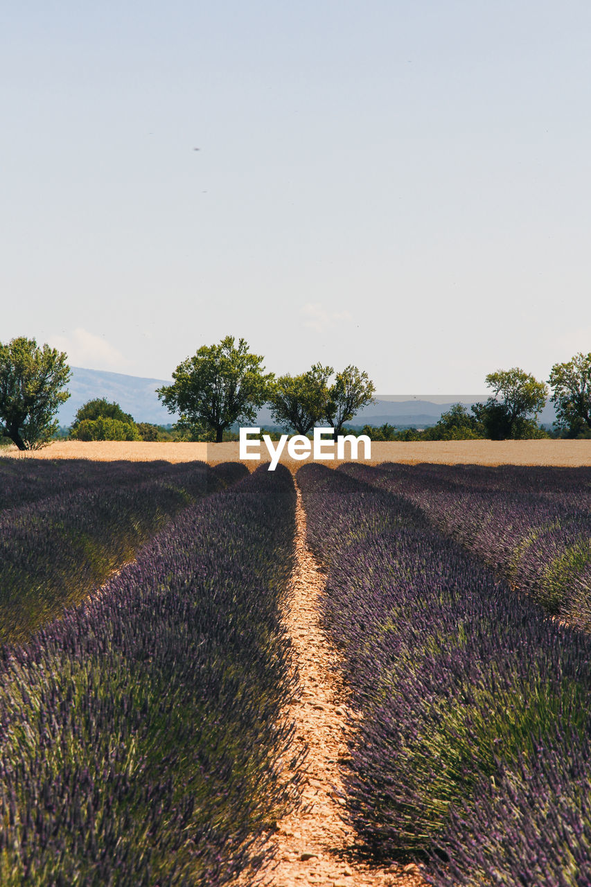 SCENIC VIEW OF FIELD AGAINST CLEAR SKY DURING RAINY SEASON