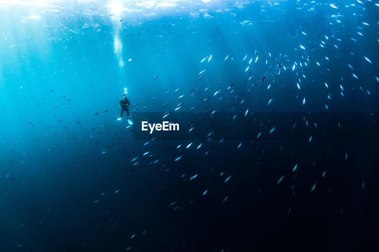 Low angle view of person scuba diving in sea