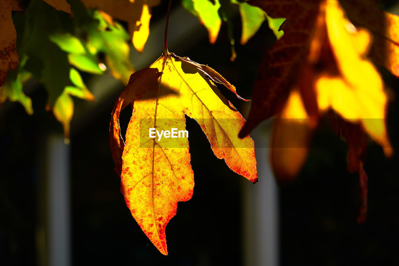 yellow, leaf, plant part, autumn, tree, sunlight, nature, branch, plant, no people, close-up, focus on foreground, flower, outdoors, maple leaf, beauty in nature, light, macro photography, orange color, day, maple tree, hanging, green