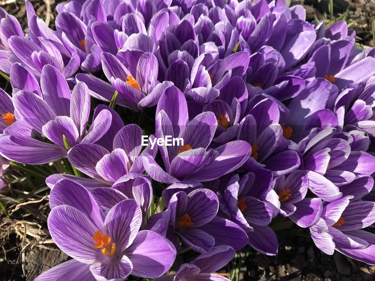 flower, flowering plant, plant, purple, beauty in nature, freshness, crocus, fragility, growth, petal, close-up, nature, flower head, inflorescence, no people, iris, day, land, field, botany, high angle view, springtime, blossom, sunlight, outdoors