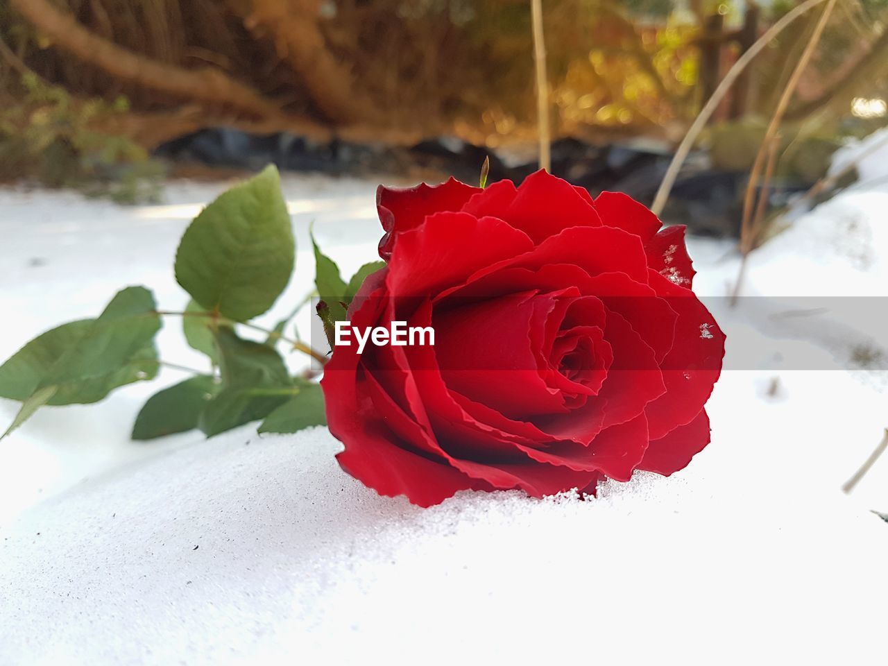 CLOSE-UP OF RED ROSE IN WINTER