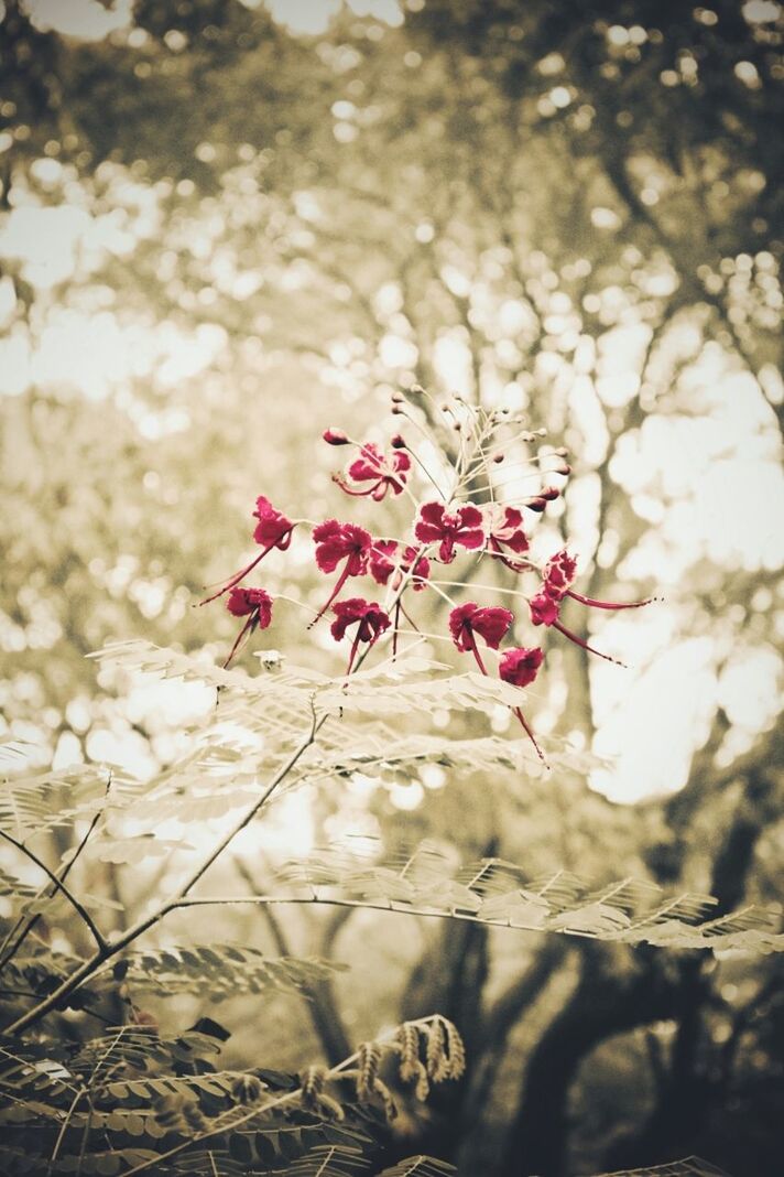 Close-up of flowers in park