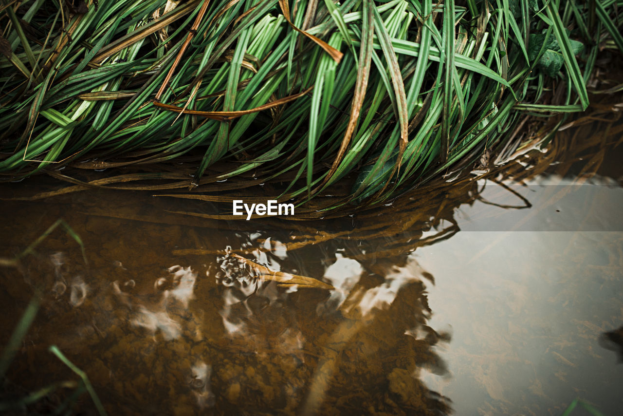 HIGH ANGLE VIEW OF PLANTS FLOATING ON LAKE