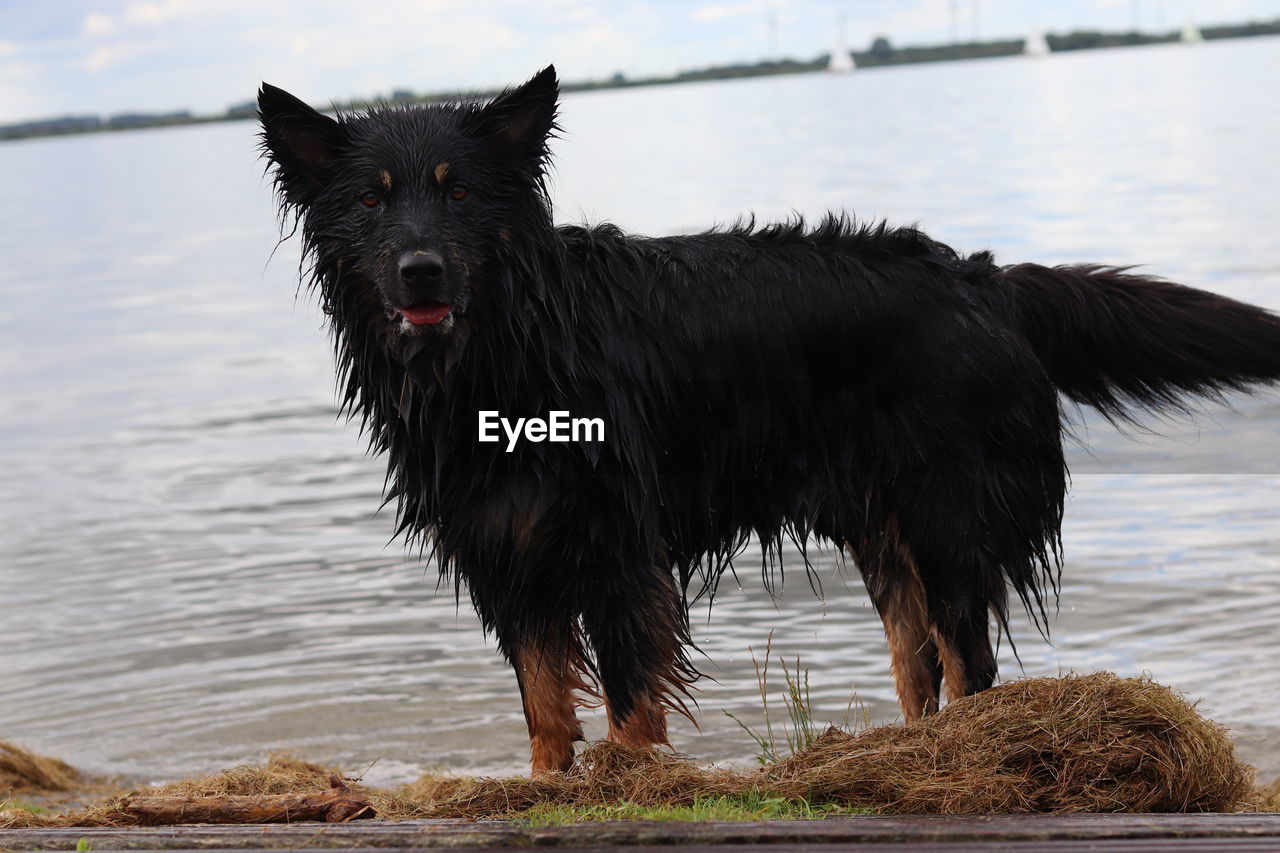 BLACK DOG STANDING IN LAKE