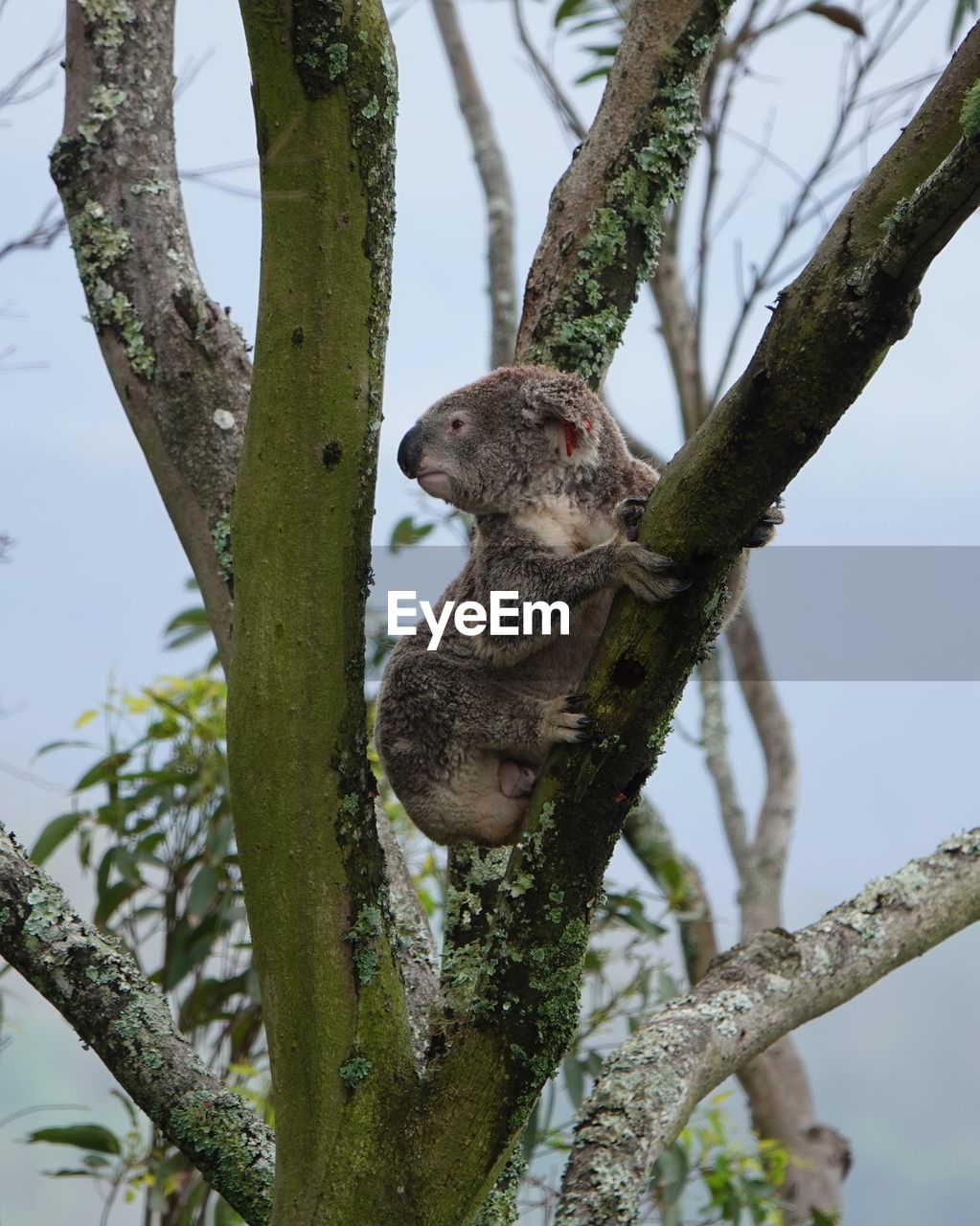 LOW ANGLE VIEW OF SQUIRREL ON TREE BRANCH