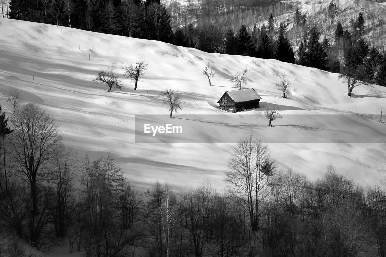 BARE TREES ON SNOW COVERED LANDSCAPE