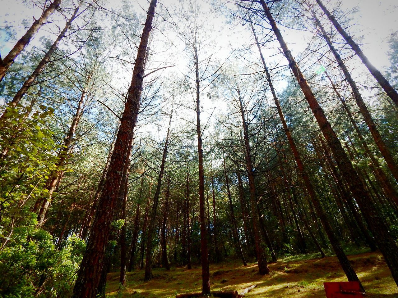 PANORAMIC VIEW OF TREES ON SUNNY DAY