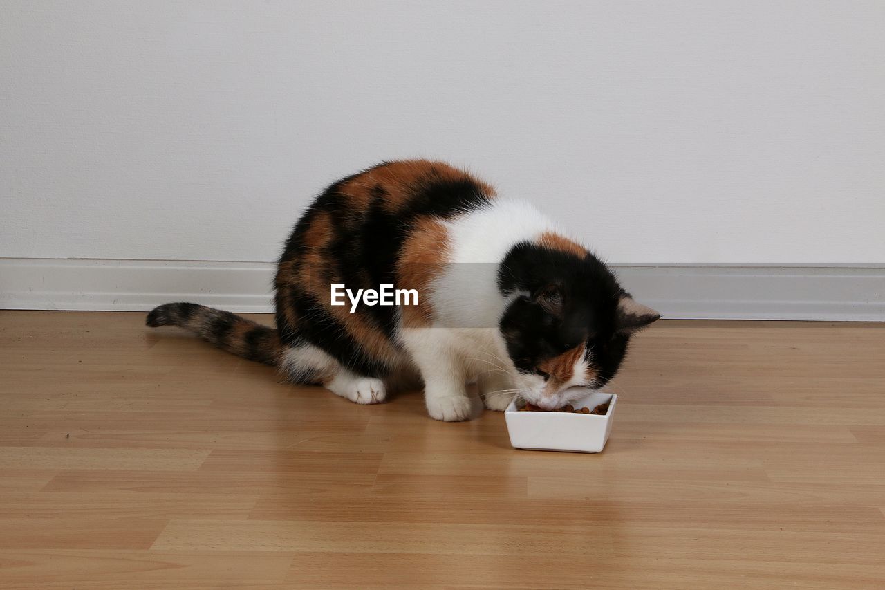 HIGH ANGLE VIEW OF CAT ON HARDWOOD FLOOR AT HOME